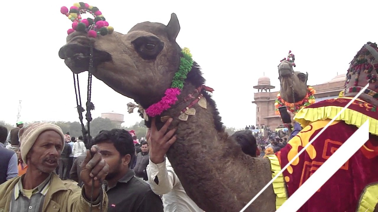 damn cute 2 year camel | international camel festival 2017