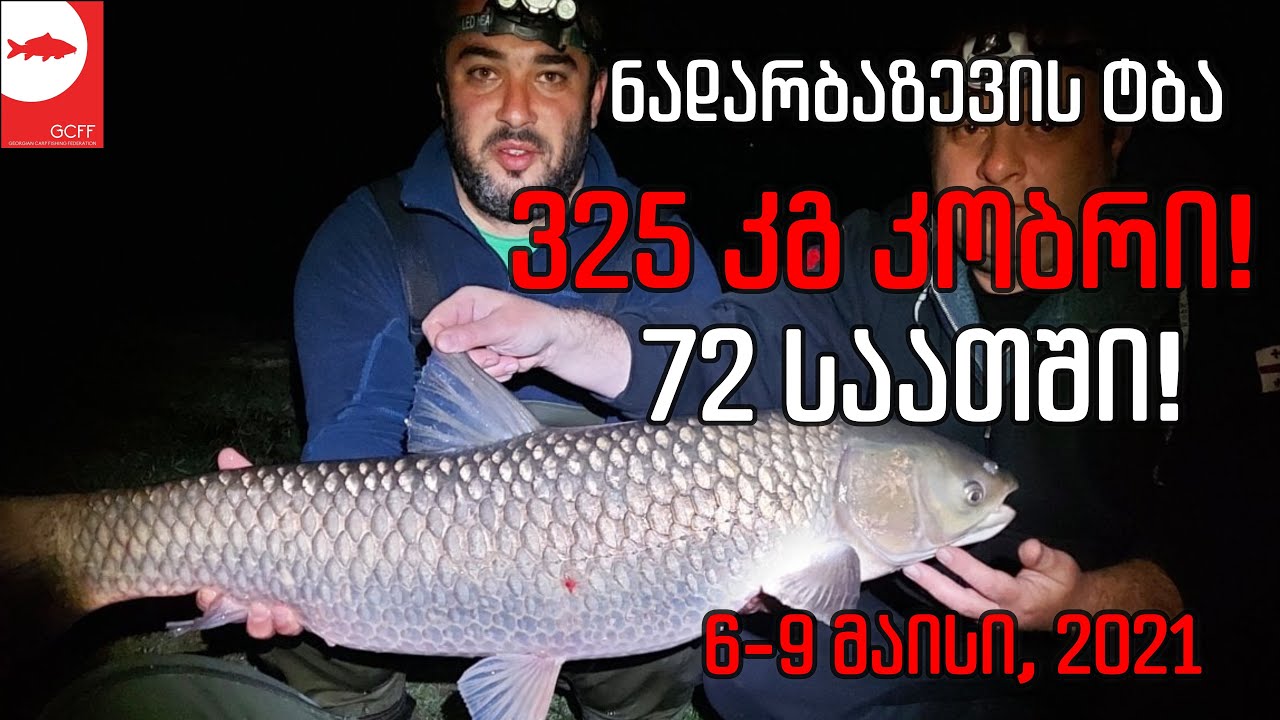 325კგ კობრი 72 საათში! - ჩემპიონატის მეორე ტური!