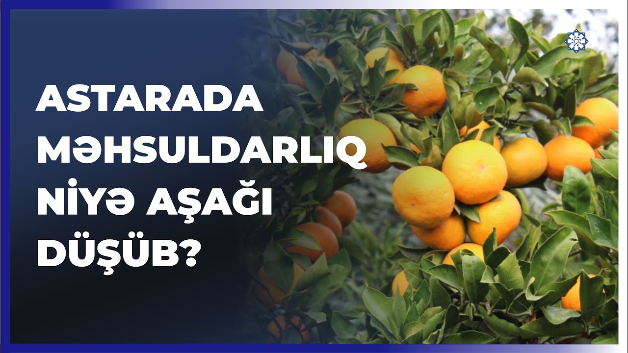 Yağışlı hava Astaranın sitrus bağlarında məhsuldarlığı aşağı salıb