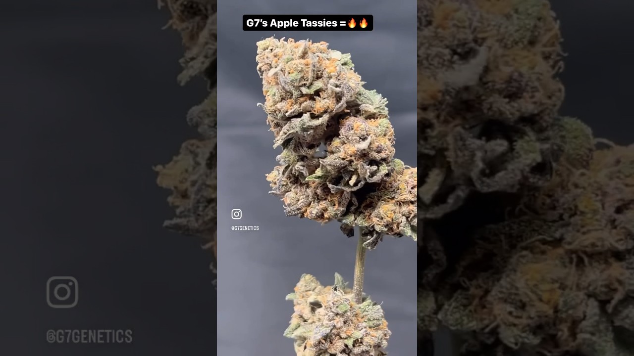 Best Weed ever!! G7&rsquo;s Apple Tassies! #weed #420 #fire #flowermaking