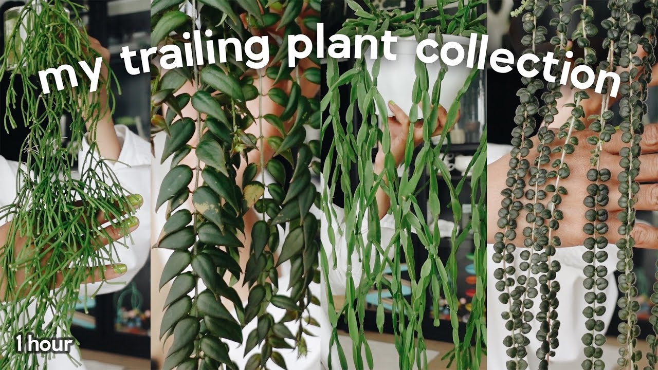 trailing houseplants are the key to a lush indoor jungle 😍