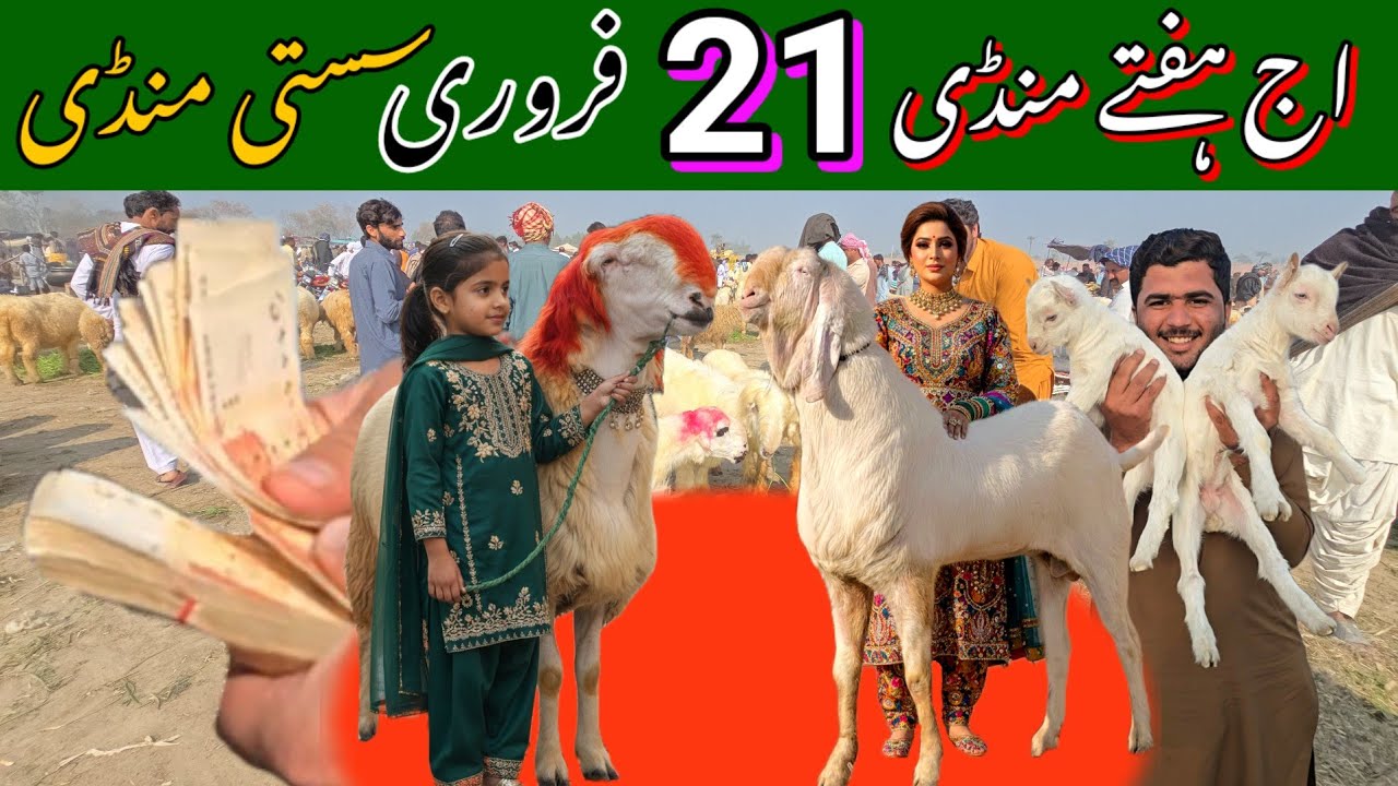 3 ramzan 21 February 2026 Rate 🔥🥵 ہفتے صبح منڈی پہنچ گئے live bakra Mandi 