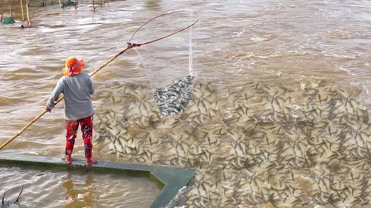 Real Life 100% Net Fishing In River At The Countryside.(Episode 31)