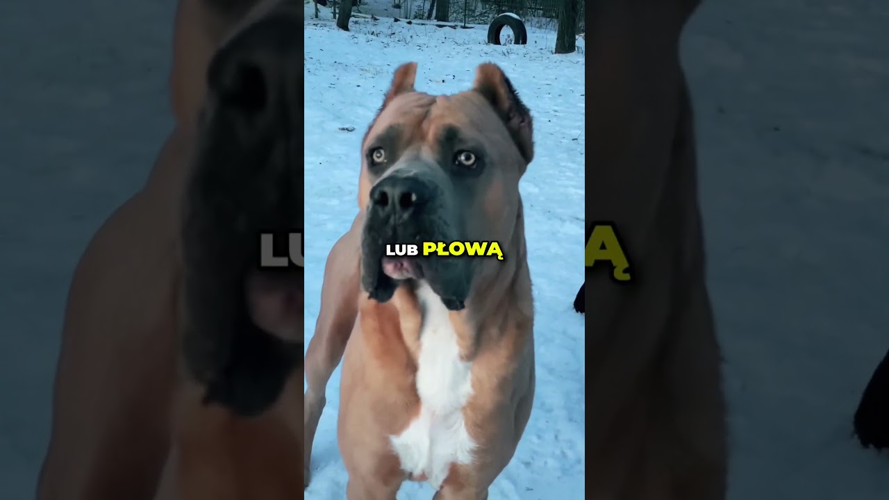 Najbardziej przerażający pies na świecie - Cane Corso: pochodzenie, charakter, cechy
