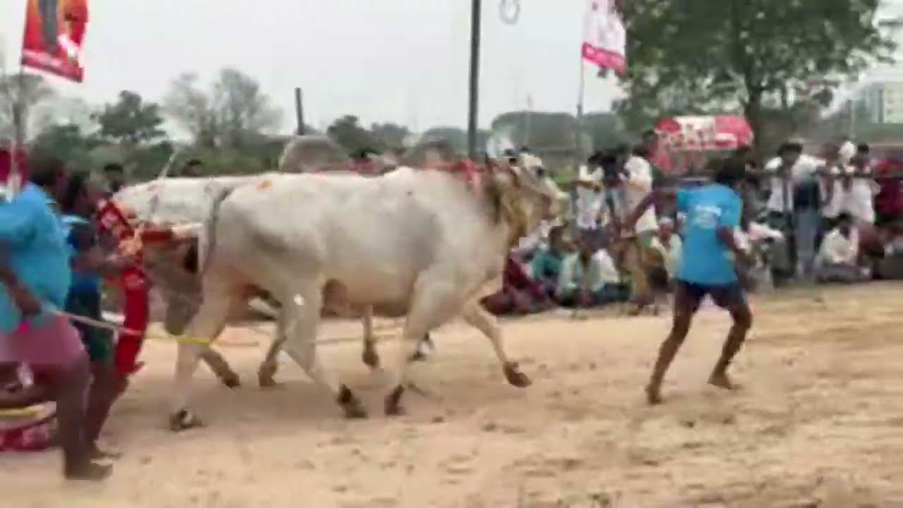 Kankipadu  live  |  ongole bulls |  ongole bulls  | strength |