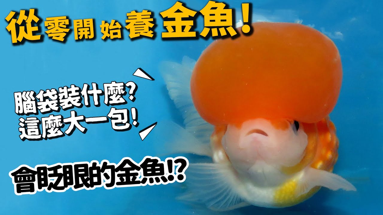 【從零開始養】金魚!超多喜感品種!居然有會眨眼的!公母難分辨?【許伯簡芝】