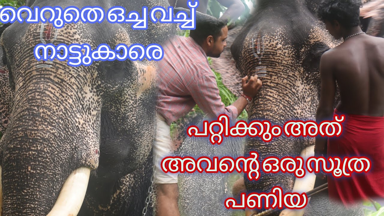 ഒരു നേരത്തെ ഭക്ഷണം ആ ഒരു സ്നേഹം ആനയോട് കാണിച്ചാൽ മതി #keralaelephant #aana #elephant #animallover