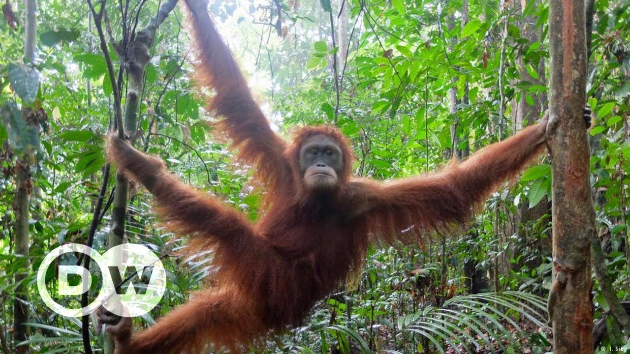 Orang-Utan Schulen auf Sumatra - Aus dem Käfig in den Dschungel | DW Deutsch
