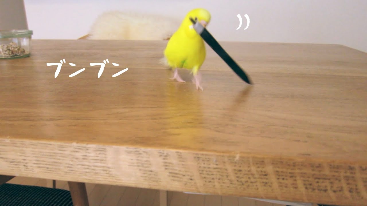 忙しいセキセイインコとおやつを独占できたオカメインコ Cockatiel Budgie vlog