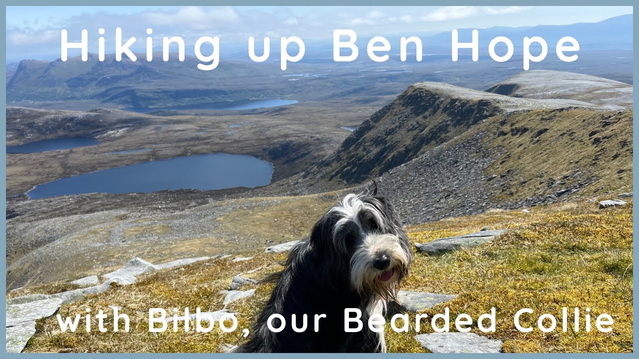 SCOTTISH Mountain Dog Walk with our Bearded Collie