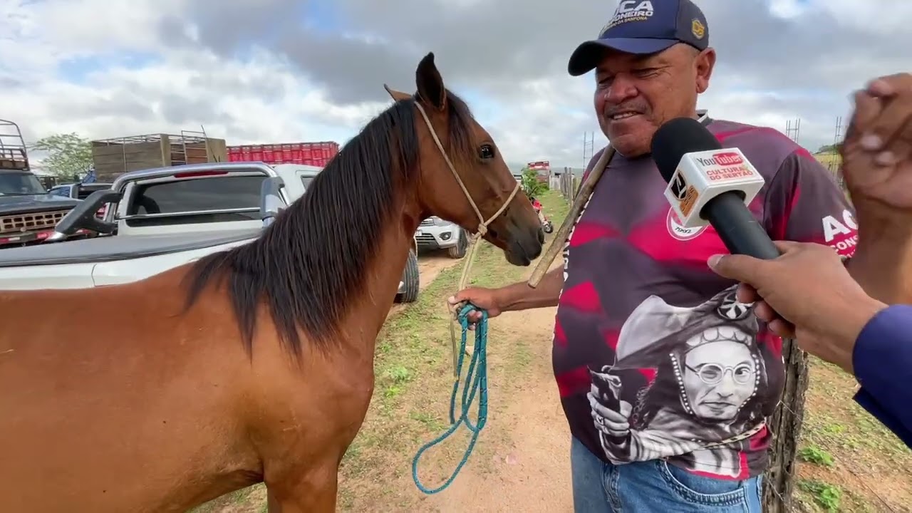 Feira de Cavalos em Senador Rui palmeira - AL 17 - 02 - 2026 #nordeste