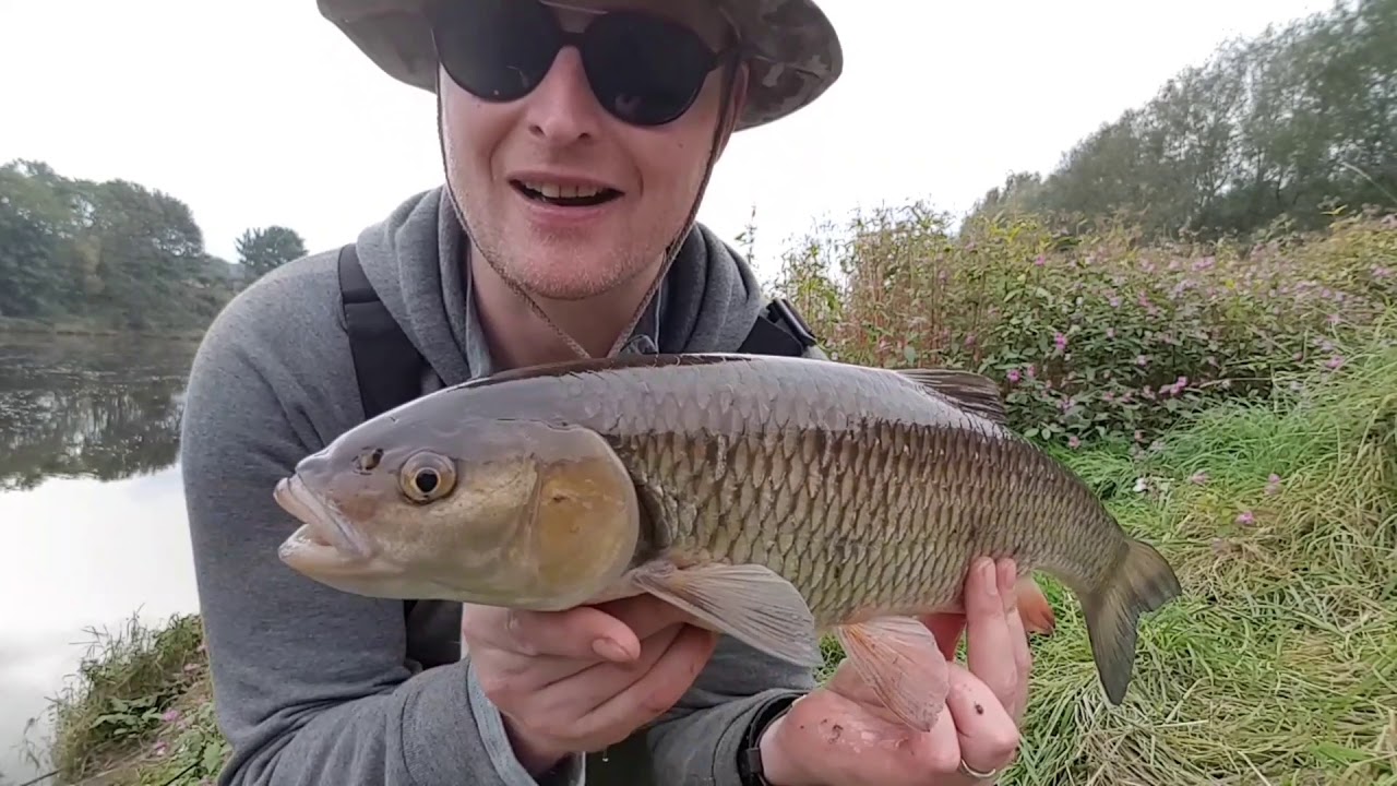 River Ribble Pike Barbel & Chub. Day 10