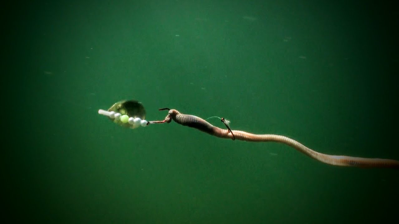 Spinner Rigging for Summer Walleyes