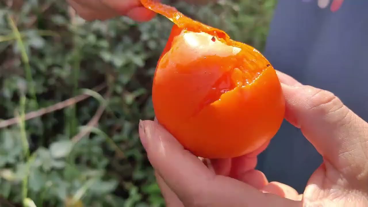 柿子大丰收，摘着过瘾又危险，柿子好看又好吃，第一视觉摘柿子