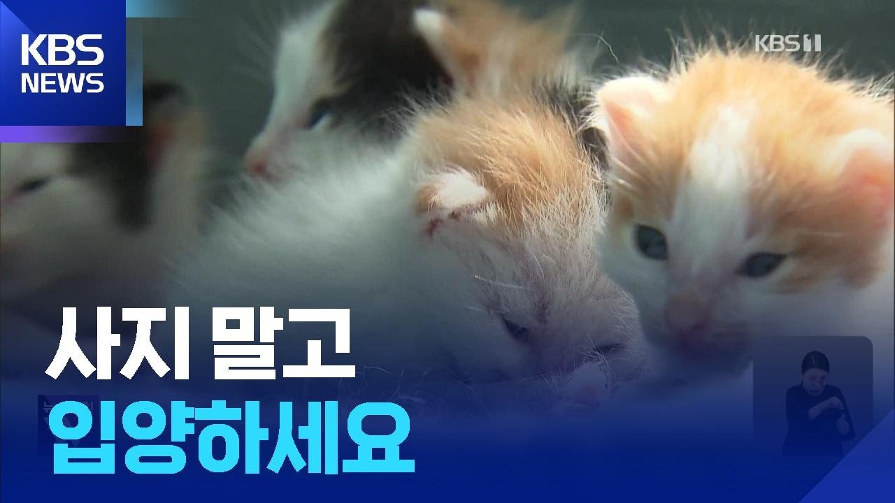 &lsquo;냥줍&rsquo;만이 운명?&hellip;매일 &lsquo;묘생역전&rsquo;이 이뤄지는 곳 / KBS  2025.04.23.