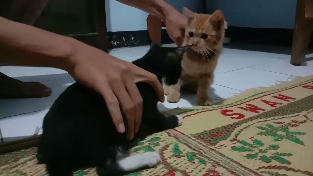BEPO VS MARLIN VS BEJI PERTARUNGAN KUCING DAN SUGAR GLIDER AKHIRNYA BERSAHABAT