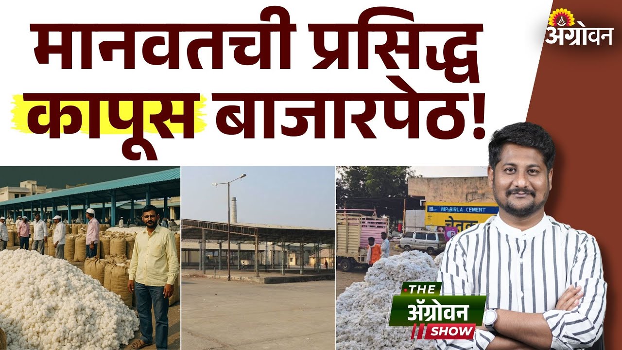 Manavat Cotton Marekt : मानवतची कापूस बाजारपेठ का आहे प्रसिद्ध? | Agrowon