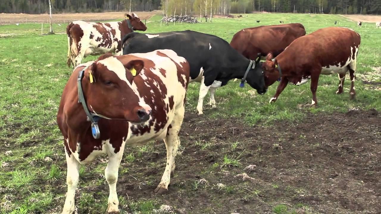 01 05 15 Kuslepp på gårdsysteriet