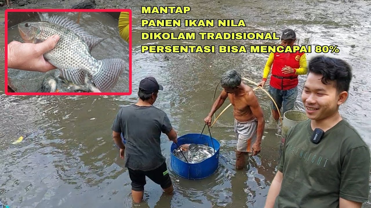 MANTAP, PANEN IKAN NILA DIKOLAM TRADISIONAL PERSENTASI BISA MENCAPAI 80%