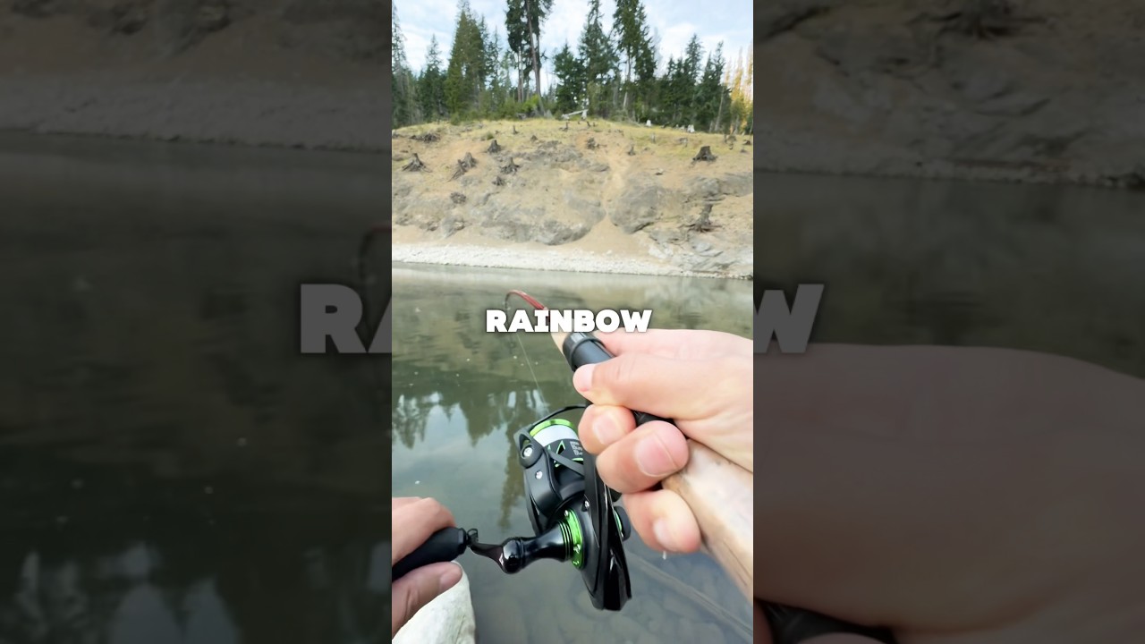 Rooster Tails Work In All Waters Where Trout Live #mountain #fishing #shorts
