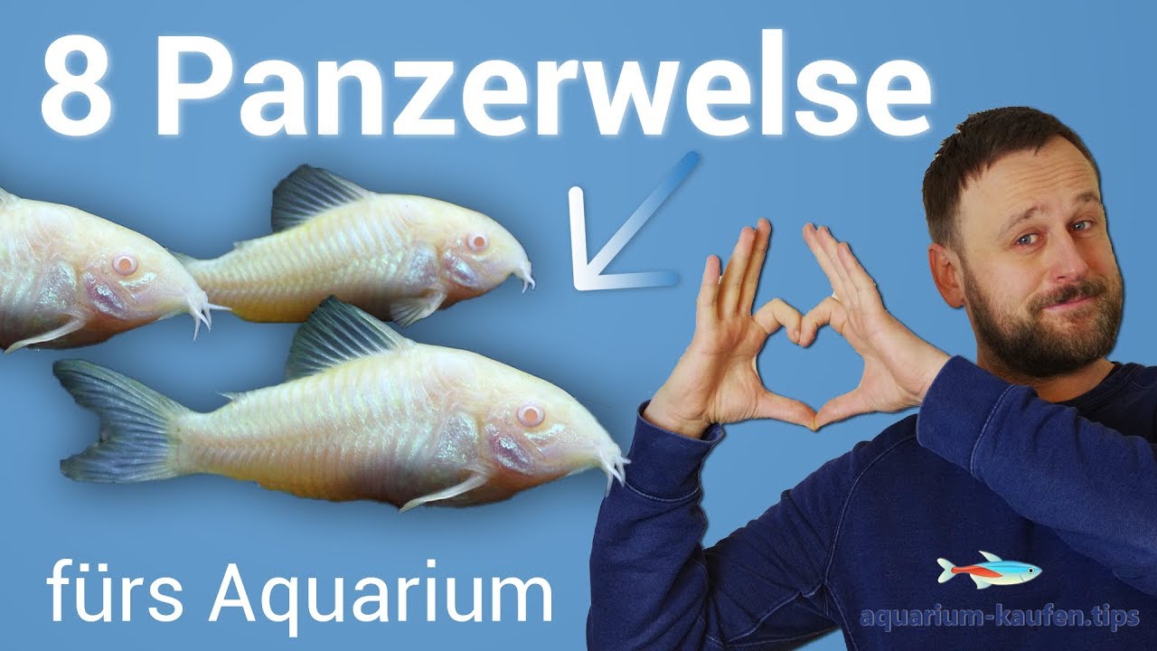 8 tolle Panzerwelse / Corydoras fürs Aquarium