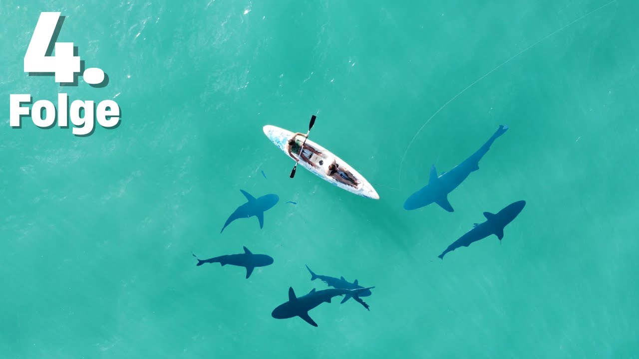Hai direkt am Kayak! 🦈😳