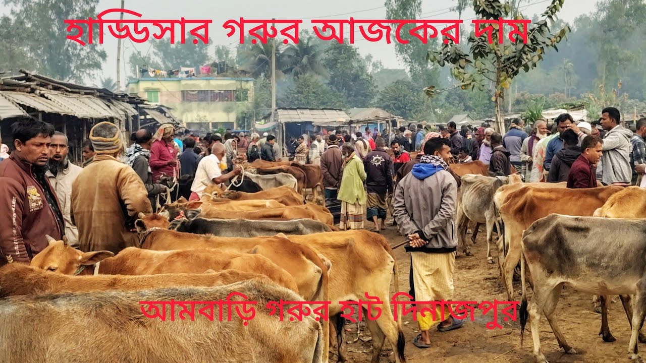 বাজার দর is live আমবাড়ি গরুর হাট দিনাজপুর থেকে