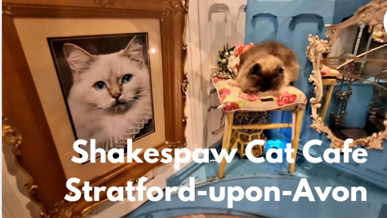  Inside Stratford-upon-Avon’s Cutest Cat Café – Playful Kitties & Cozy Cafés