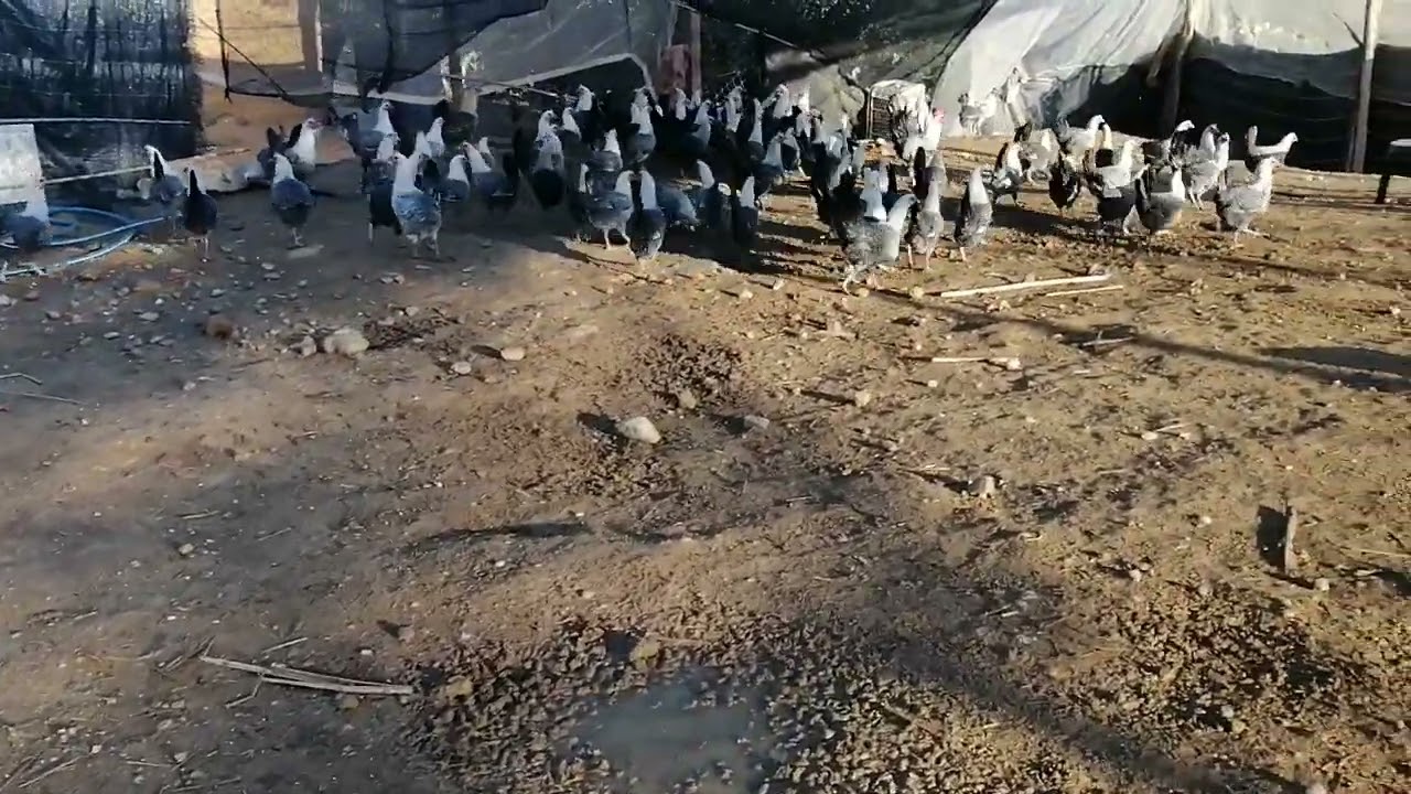 سلام وعليكم الاخوان دجاجة الفيومي الفضي راشمة للبيع بإذن الله الهاتف 0700750056 المدينة سيدي سلمان 
