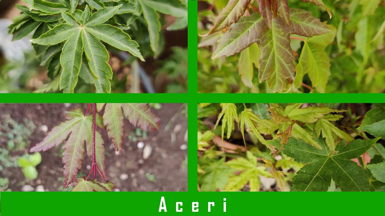 La vigoria degli Aceri a Maggio