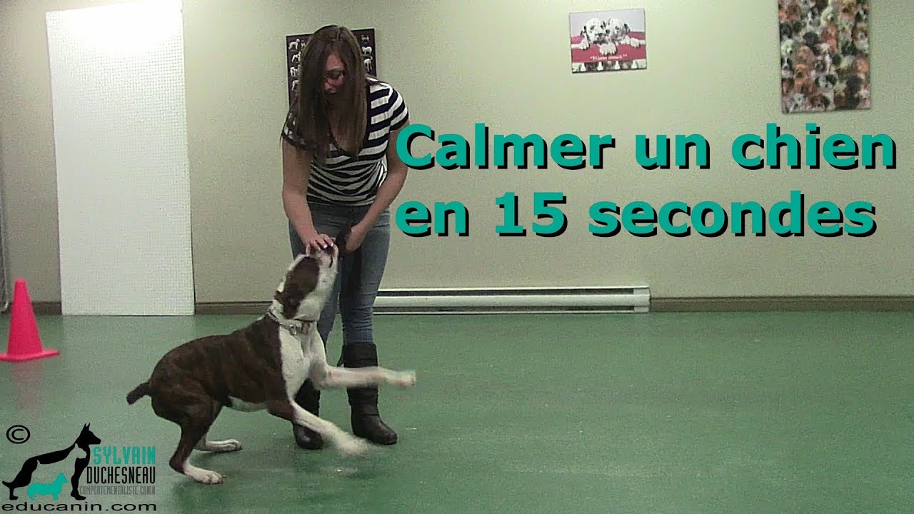 Calmer un chien en 15 secondes