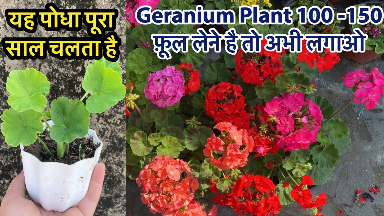 इसकी महक से कोई भी Insect आस पास नहीं आएगा || Geranium Plant From Cutting || Geranium Care Tips 2023