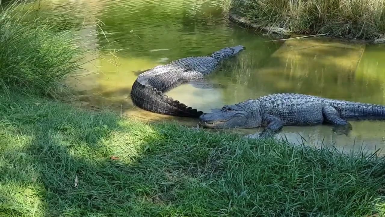 Relax with Familiar Animals activities With sounds | Rabbit Lion Parrots  Cats Cow Elephant Tiger