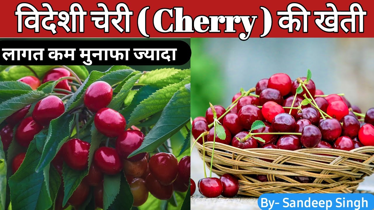 Cherry Farming। चेरी की खेती । cherry farming in india। profitable farming। #kheti #cherry