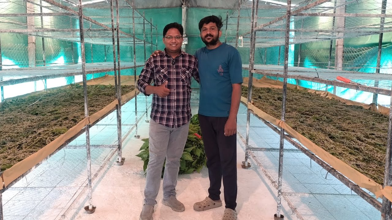 दुसऱ्या मोल्ट नंतर 5 वि फिडींग... 🌿🐛