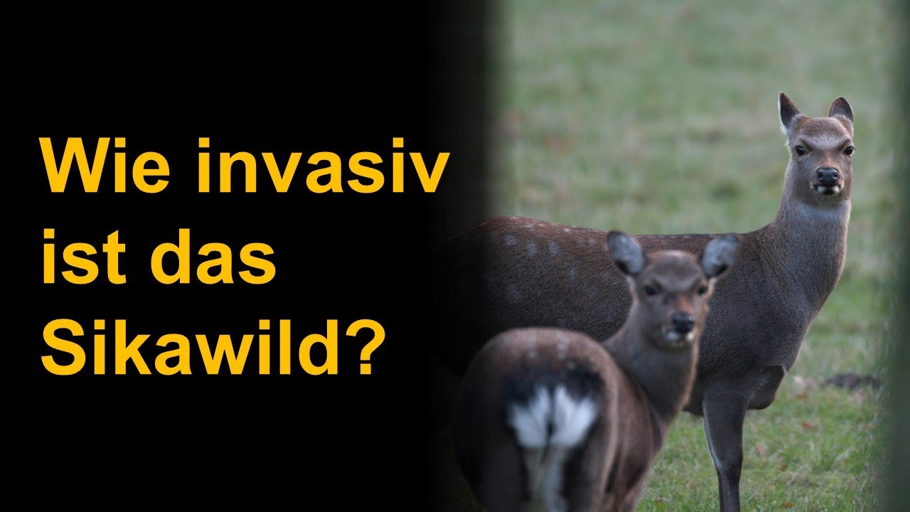 Wie invasiv ist das Sikawild?