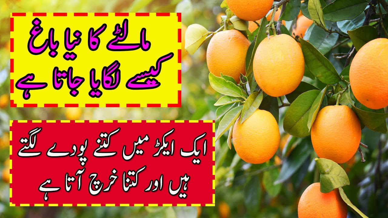 Orange Bagh Business Maltay ka Bagh kesay Lagya jata hai Complete Information sry tv