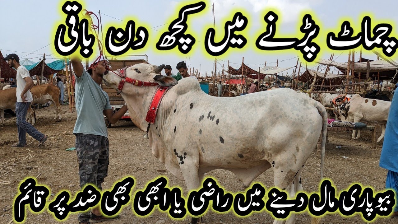 Northern Bypass Mandi Latest Possition Rates & Bargaining||B4BIRDS