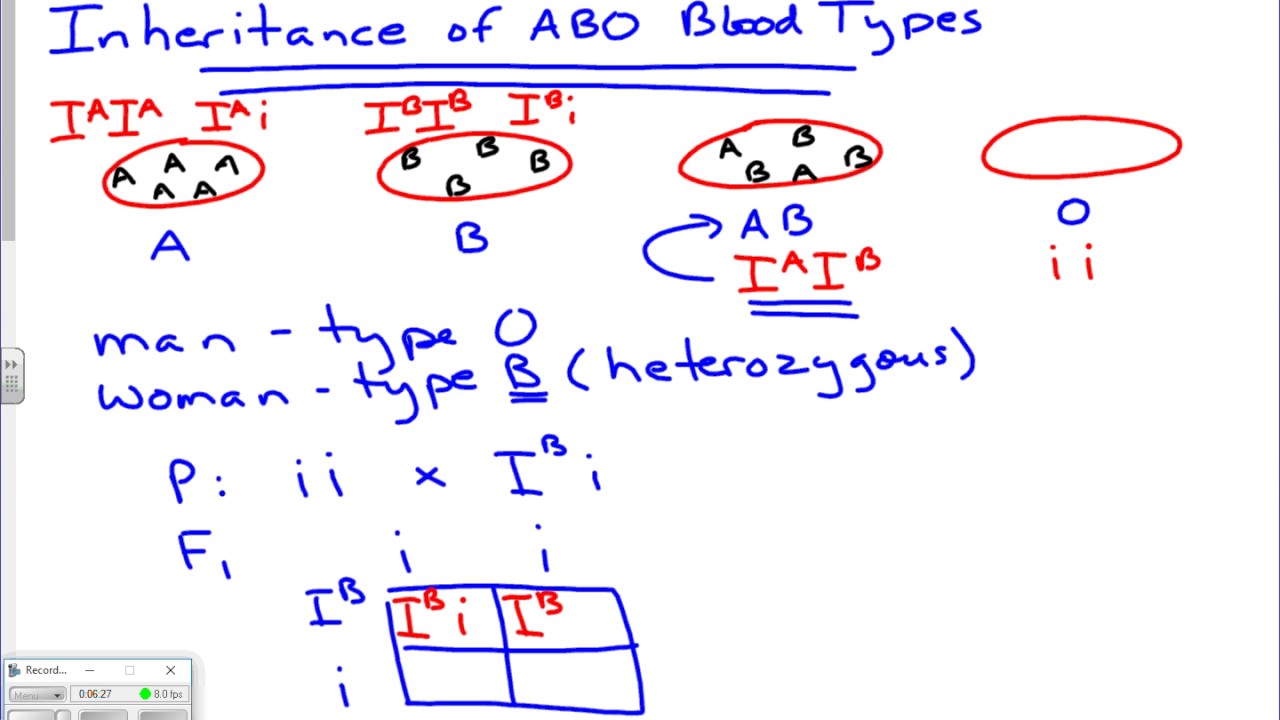 Inheritance of ABO Blood Types