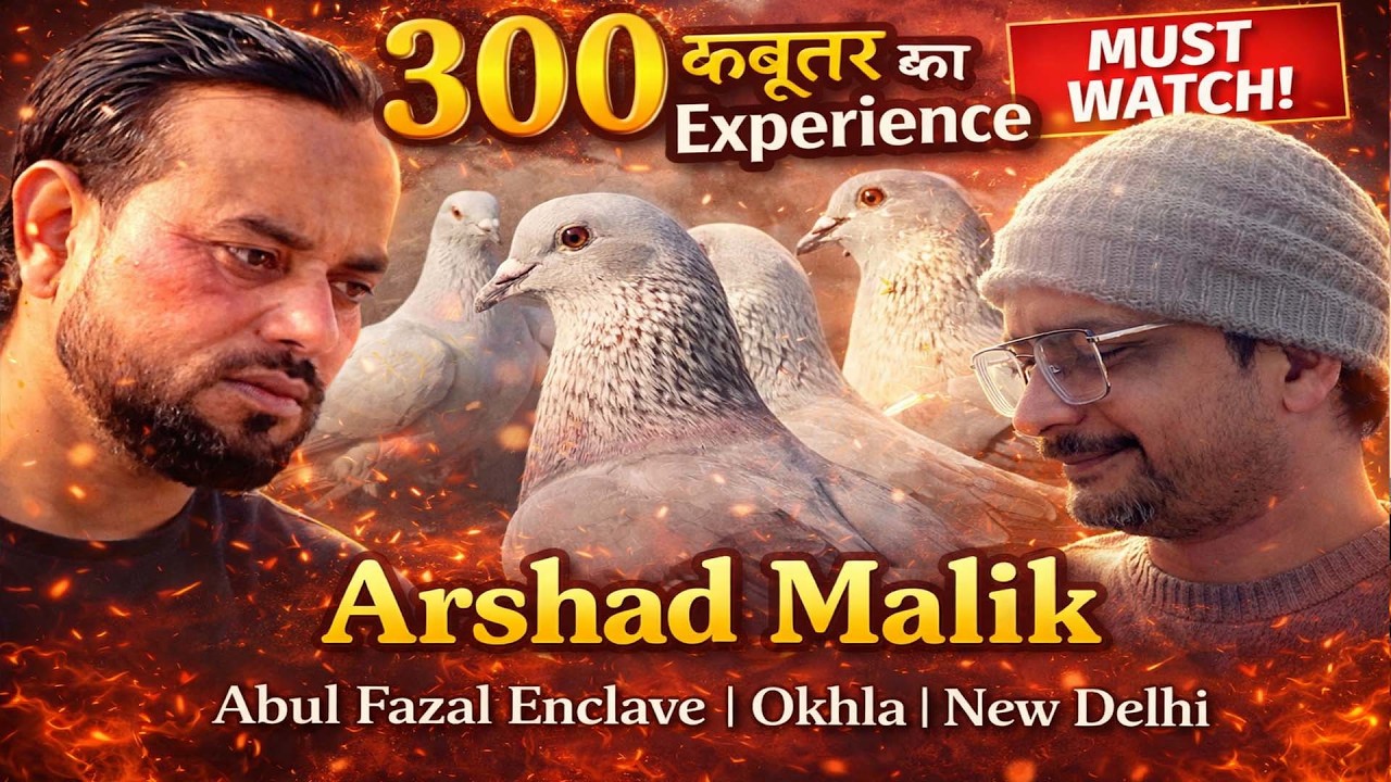 300 Hyderabadi Kabutar, Arshad Malik, Okhla, New Delhi