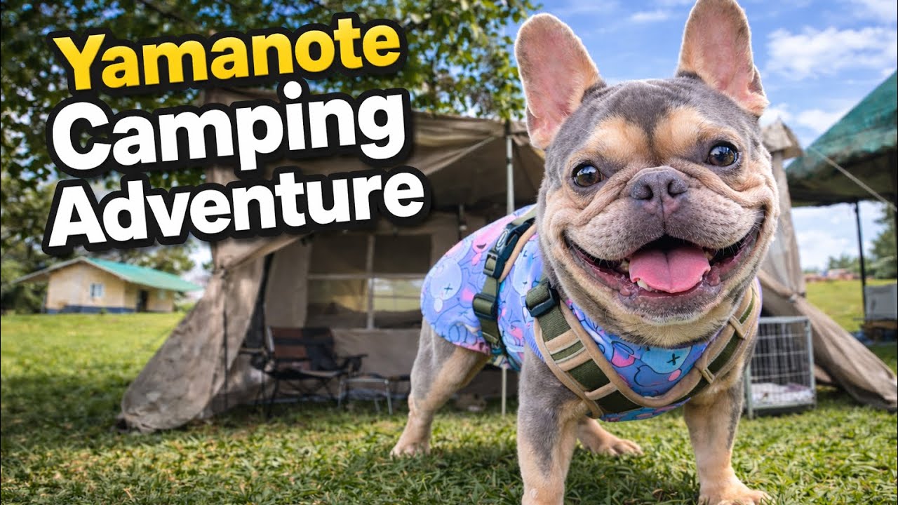 Yamanote's Camping Adventure | Camping with French Bulldog in Catmon Camping Site