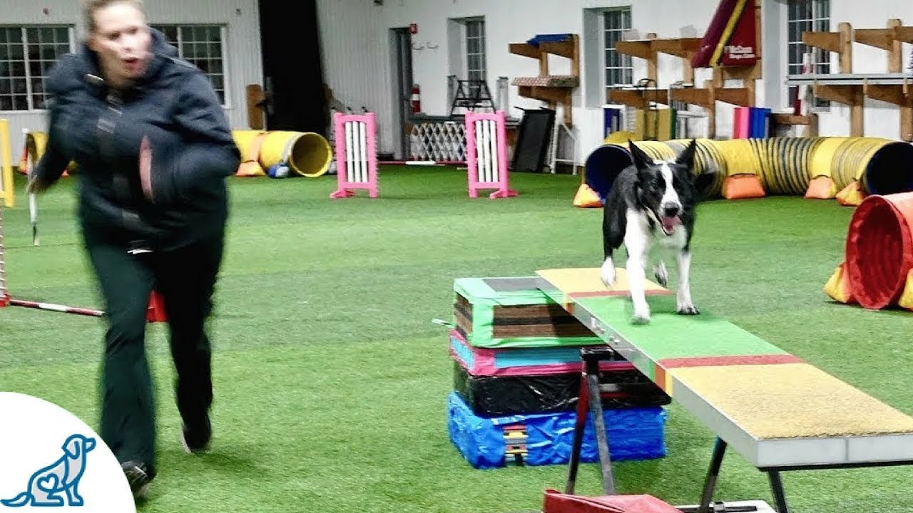 Dog Agility Training With Kayl McCann