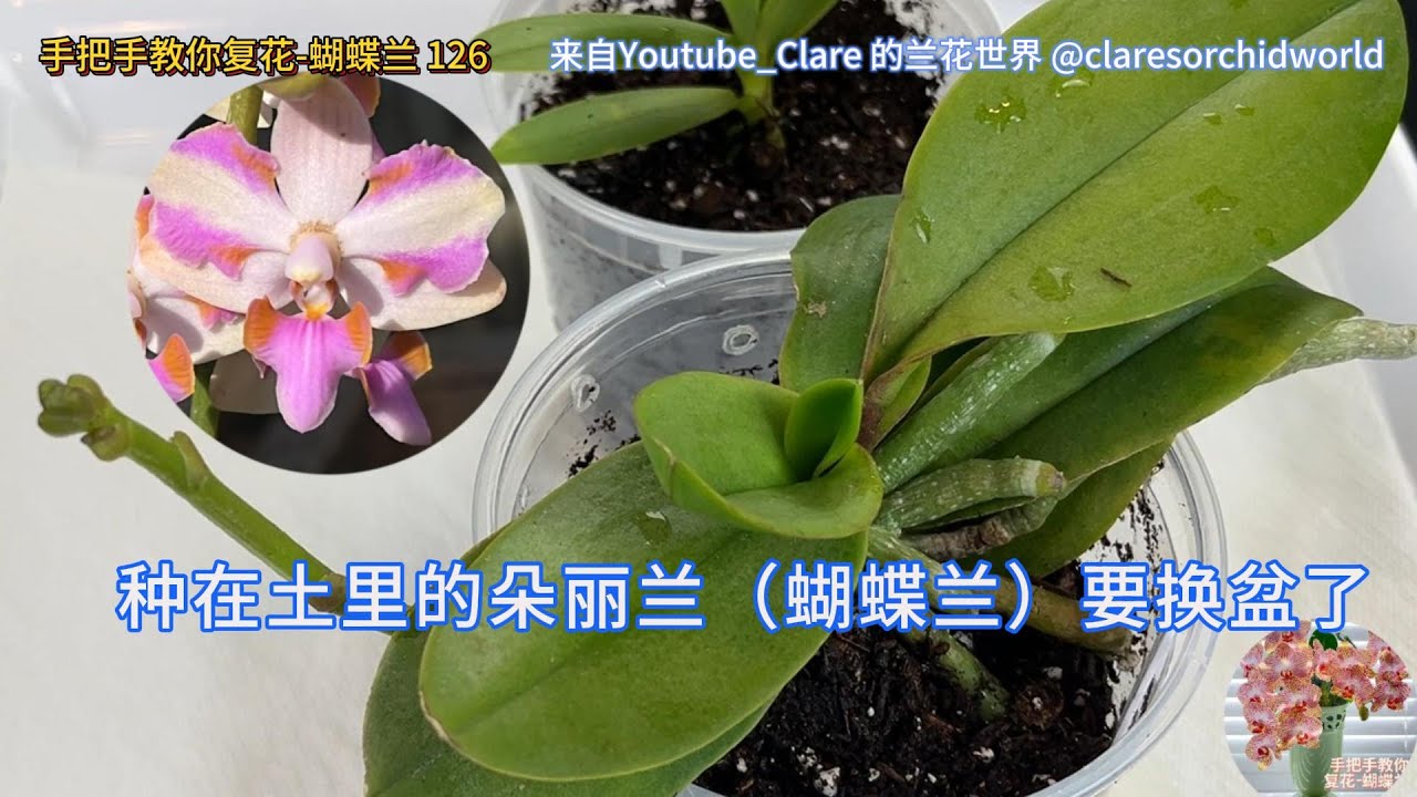手把手教你复花-蝴蝶兰 126 种在土里的朵丽兰（蝴蝶兰）要换盆了