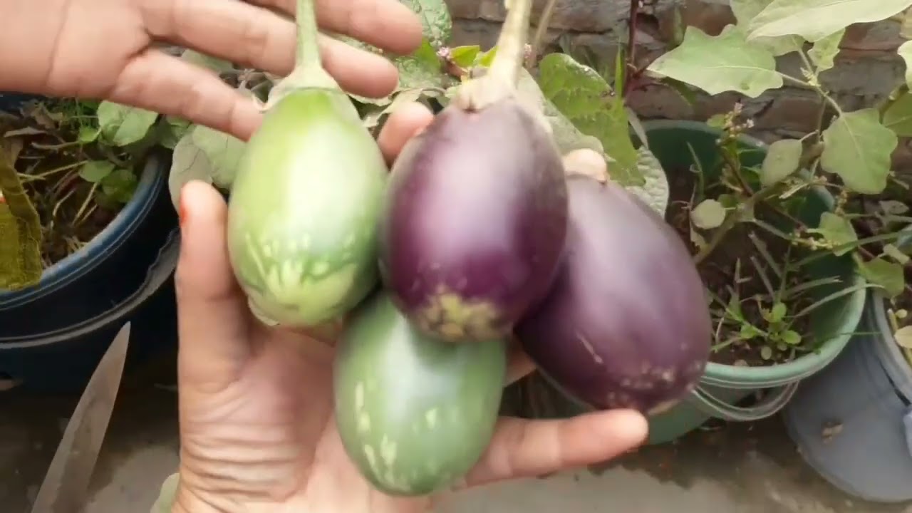 ছাদ বাগান থেকে আজ কিছুটা সবজি তুলে নিলাম #aishavlogofficial#viralvideo#naturalvideo #trending#foryou