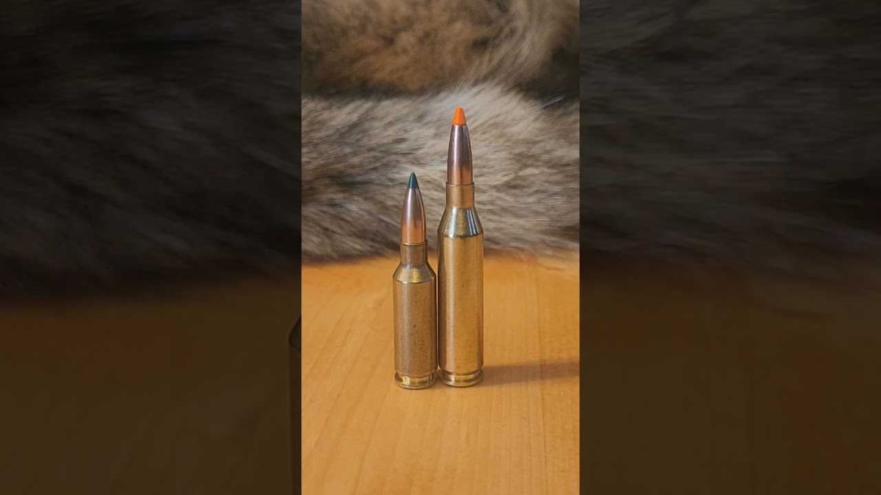 6mmarc vs 243 Winchester #coyote #coyotehunting #boltactionrifle #6arc #243