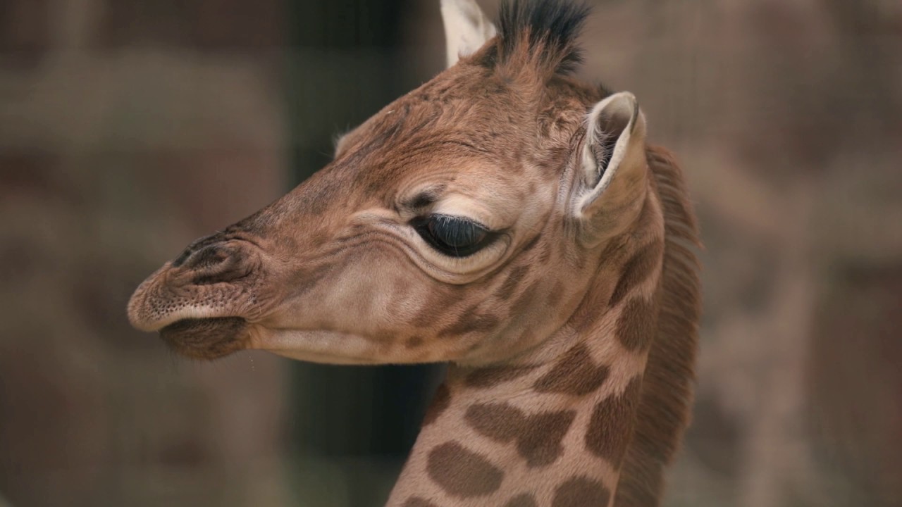 Working in Retail at Chester Zoo