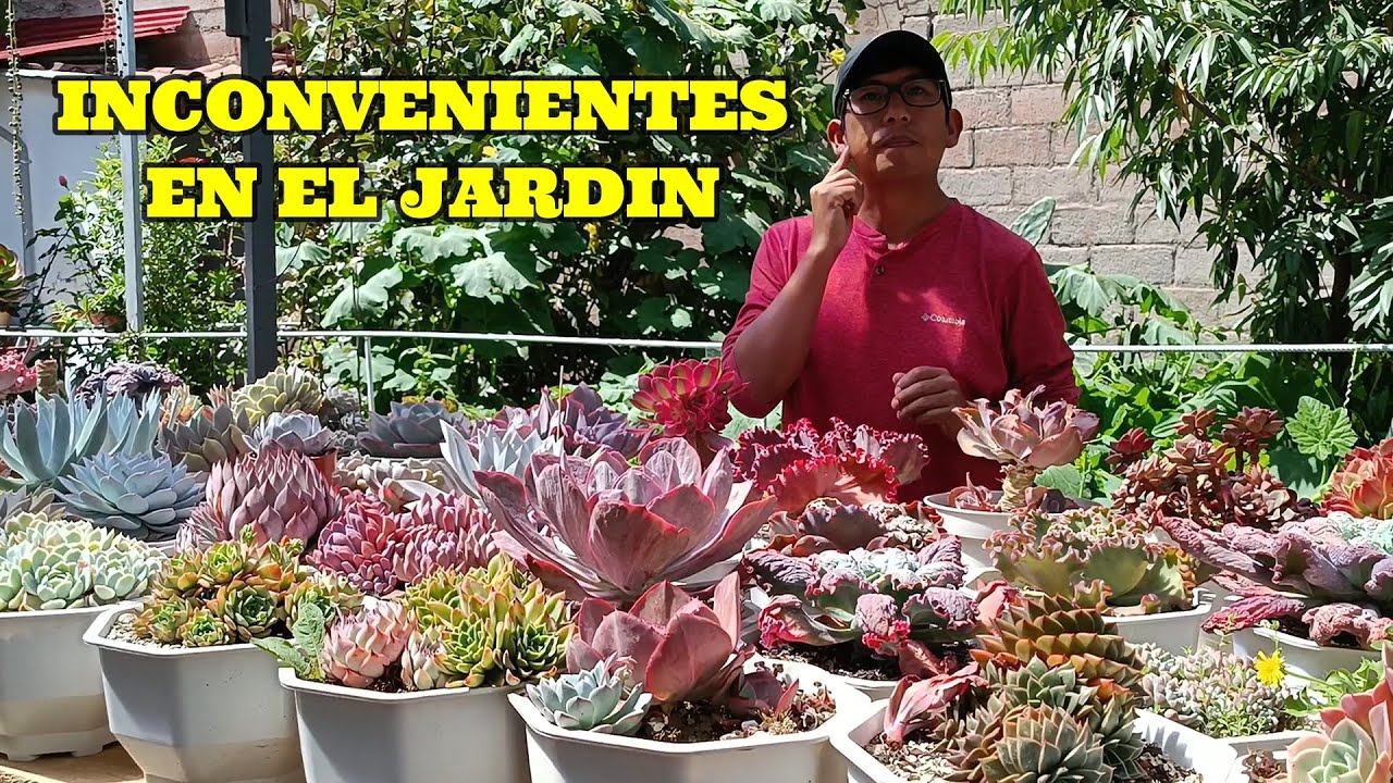 PROBLEMAS SUCULENTOS #echeveria #agavoides #cactus