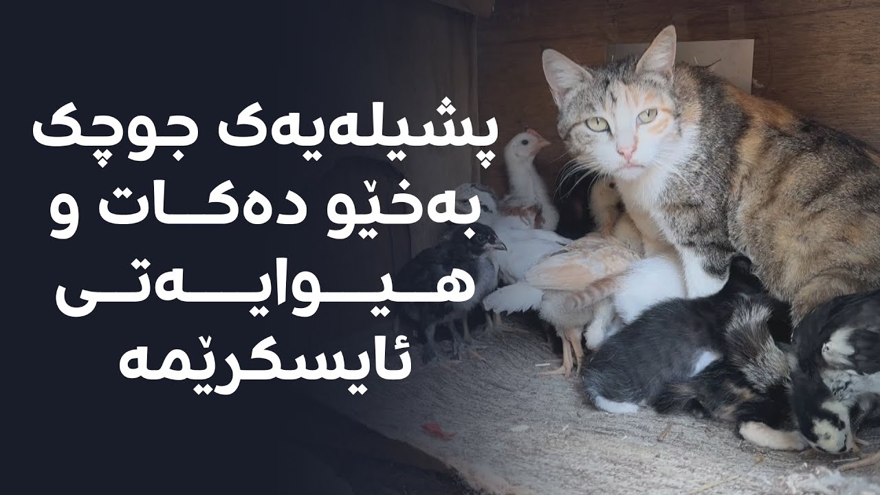 پشیلەیەک جوچک بەخێو دەکات و هیوایەتی ئایسکرێمە
