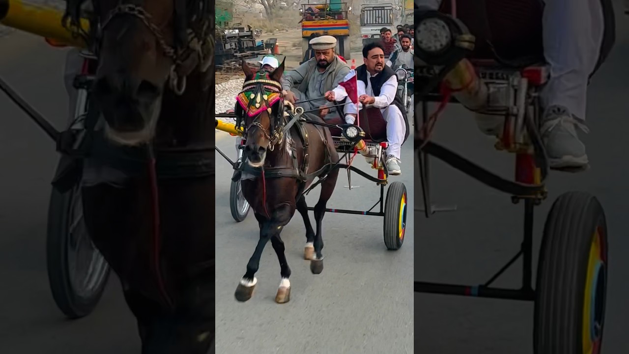 Pakistani tanga race |horse race in Pakistan |apna shoq |all Pakistan tanga race #apnatangaracer