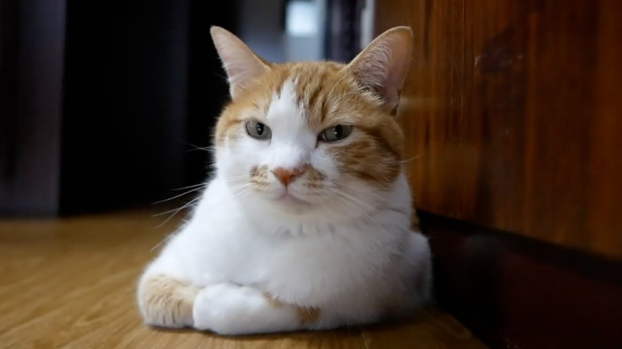「オナラ をごまかす猫！」「扇風機で涼む猫！」ほか（インスタまとめ16）